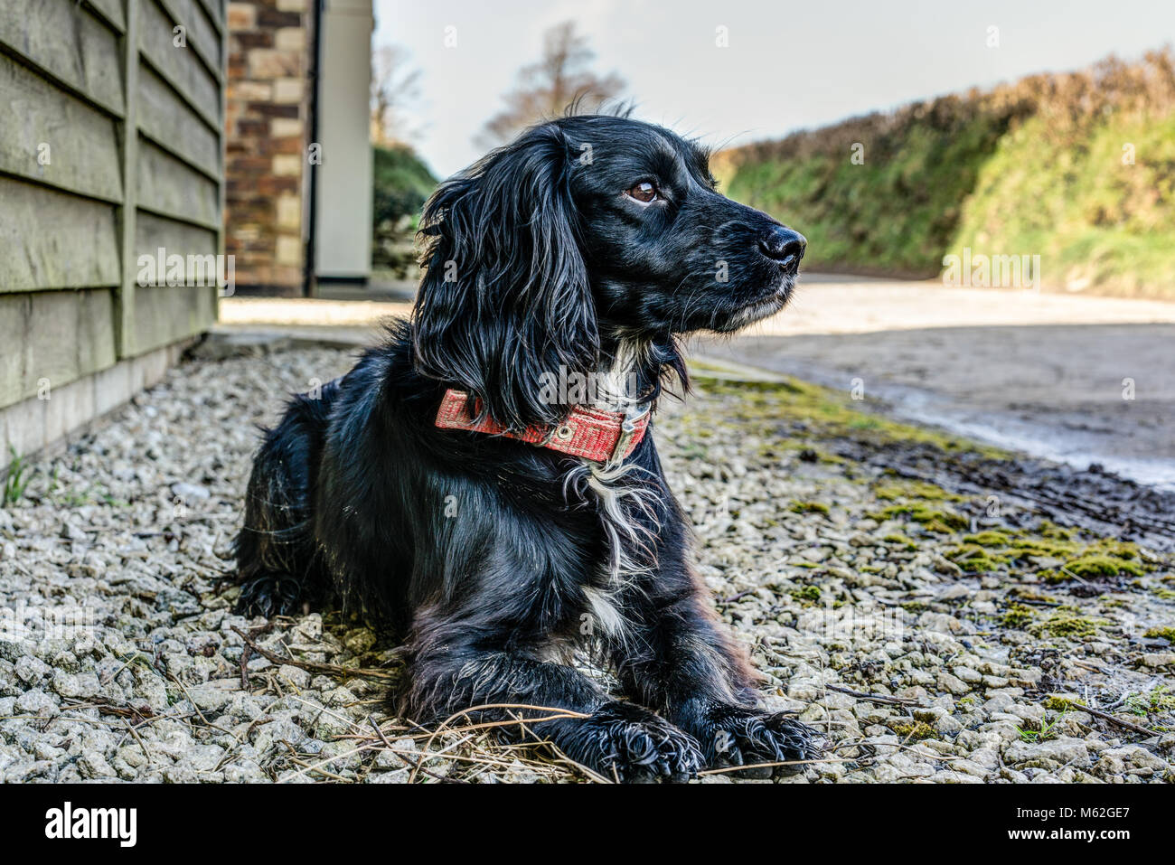 what kind of dog is a sprocker