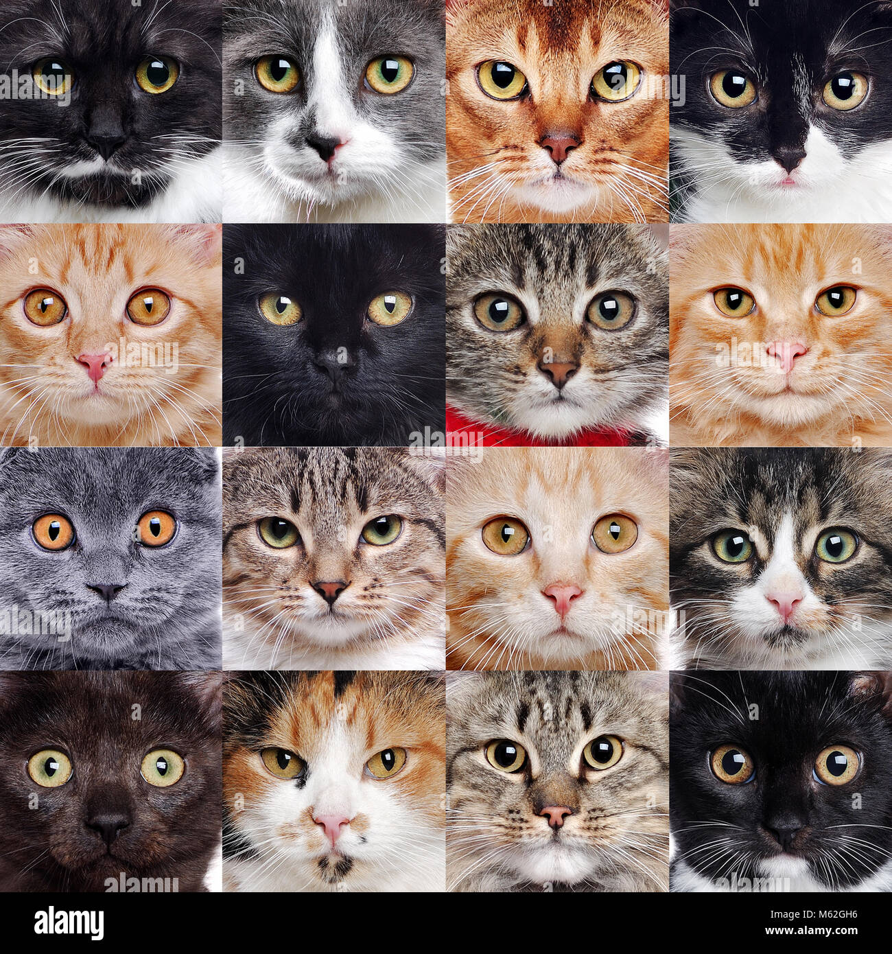 Set Of Closeup Portraits Of Different Breeds Cats Stock Photo Alamy Set Of Closeup Portraits Of Different Breeds Cats Stock Photo Alamy