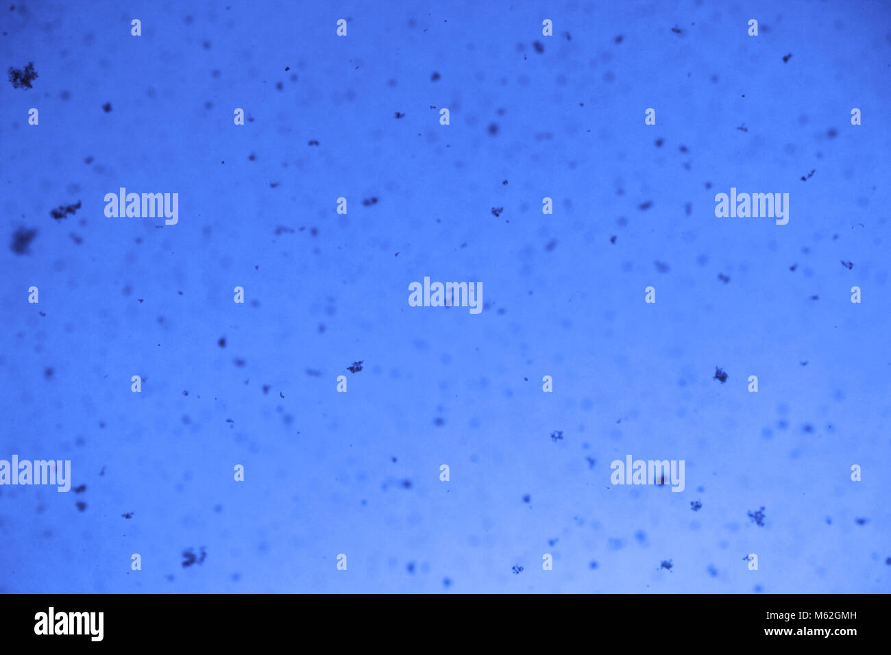 snow falls from the sky in front of sunlight in winter Stock Photo - Alamy