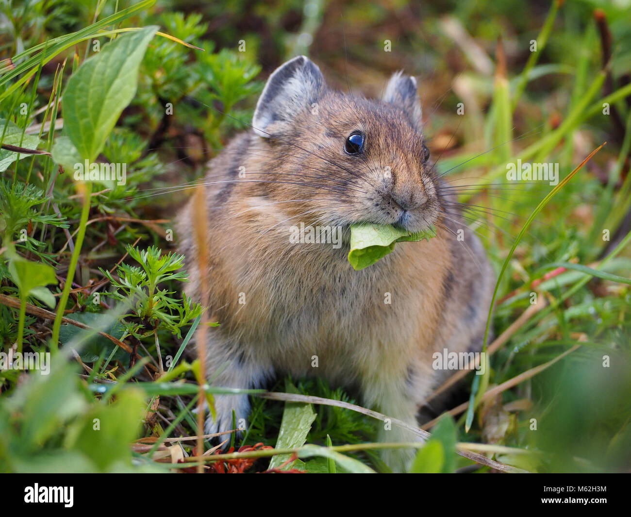 Pika chewing leaves in Canadian Rockies Stock Photo
