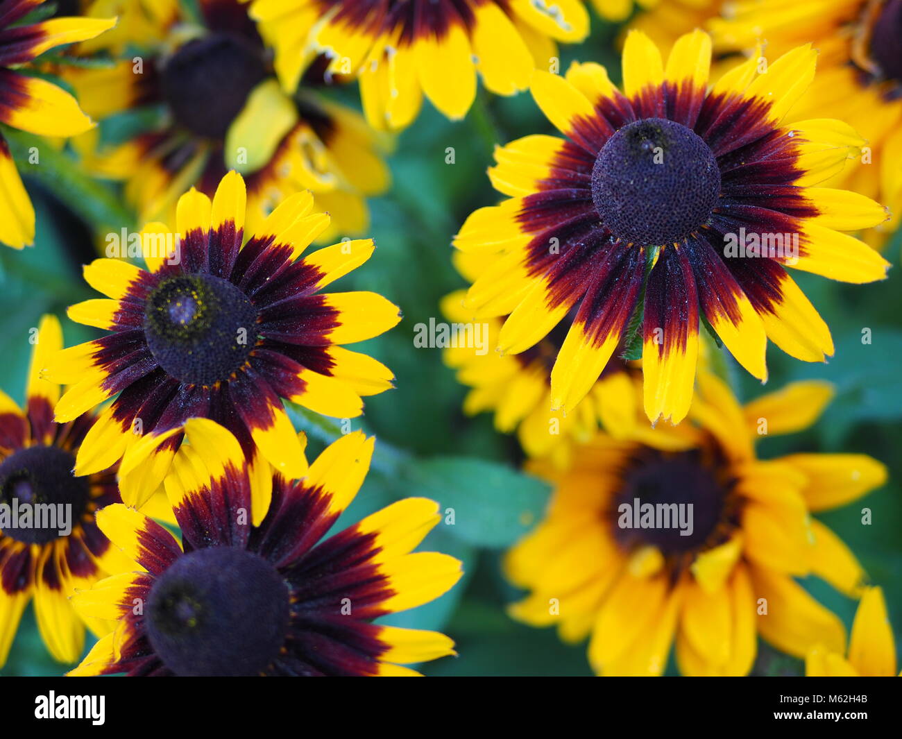 Yellow and black flowers Stock Photo Alamy