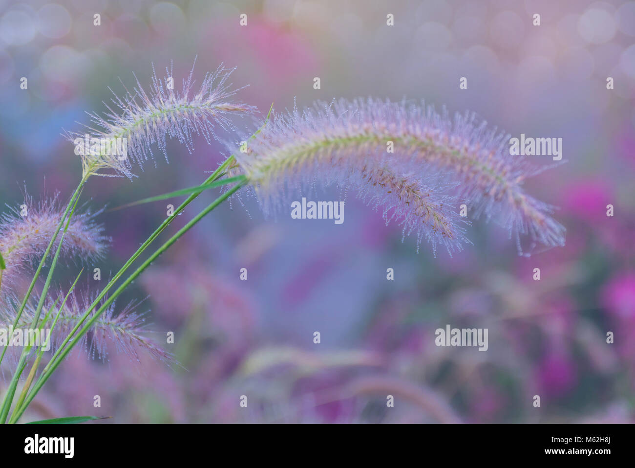 Soft focus colorful of desho grass, desho, Pennisetum, Brachiaria mutica, Para Grass, Mauritius Grass, Poaceae, flower with dew and fog in the morning Stock Photo