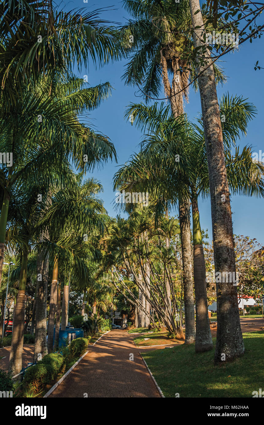 Pathway with cobblestone amidst a lush garden full of tall trees