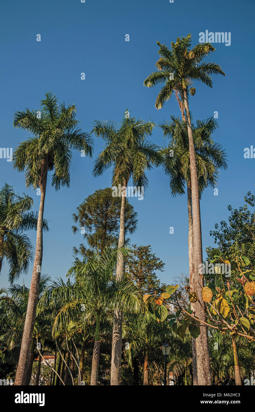 Tall leafy plants hi-res stock photography and images - Alamy