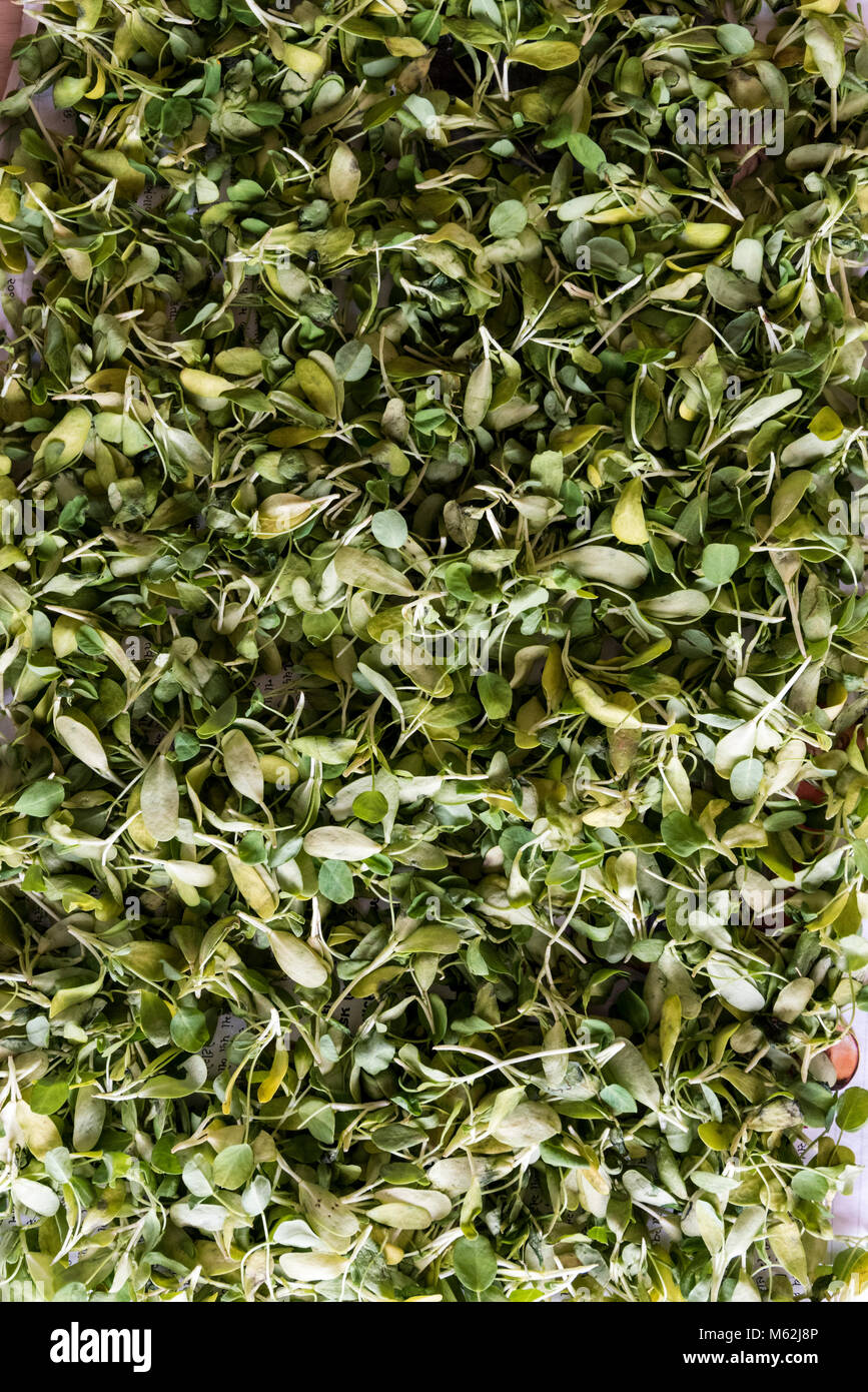 Raw Organic Fenugreek Methi Leaves pattern and texture Stock Photo