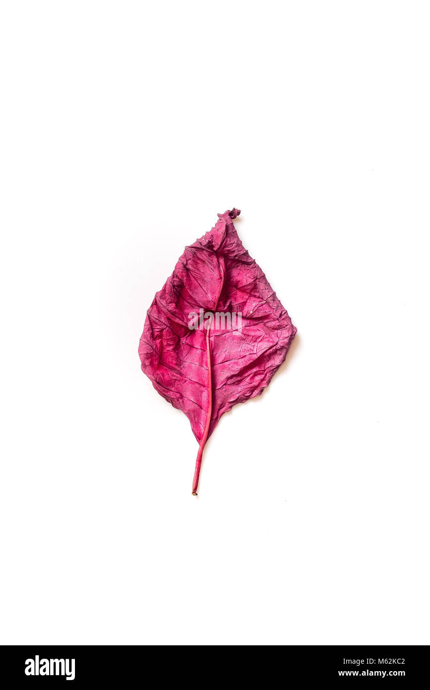 Red dried leaf on a white background Stock Photo