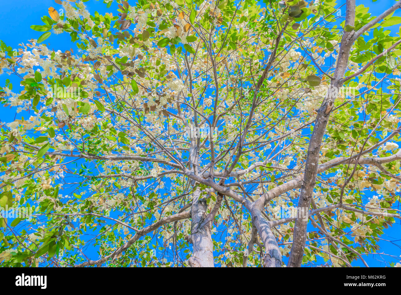 The surface texture of  Dipterocarpus alatus, Shorea,White Meranti,Dipterocarpaceae, fruit with the blue sky cloud background. Stock Photo