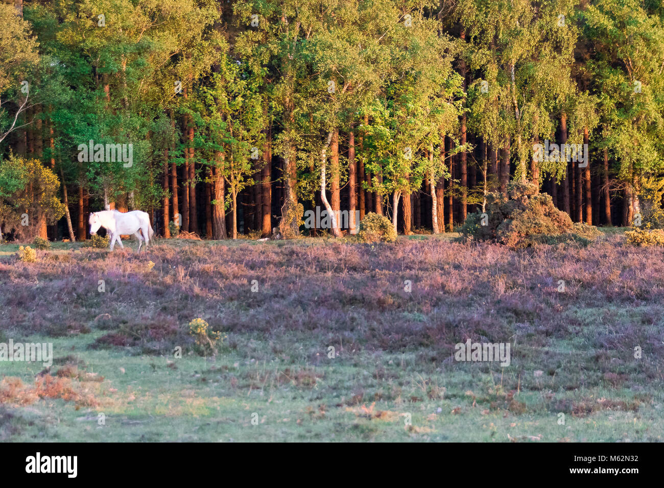 New Forest Pony at Sunset in a fairytale setting Stock Photo