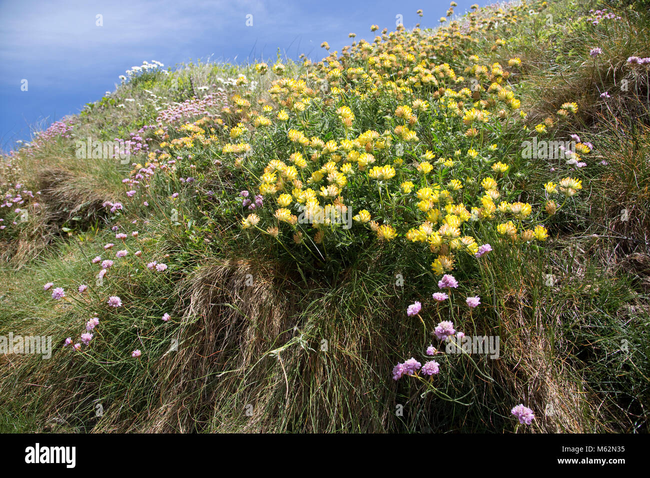 Yellow flowers on cliffs hires stock photography and images Alamy