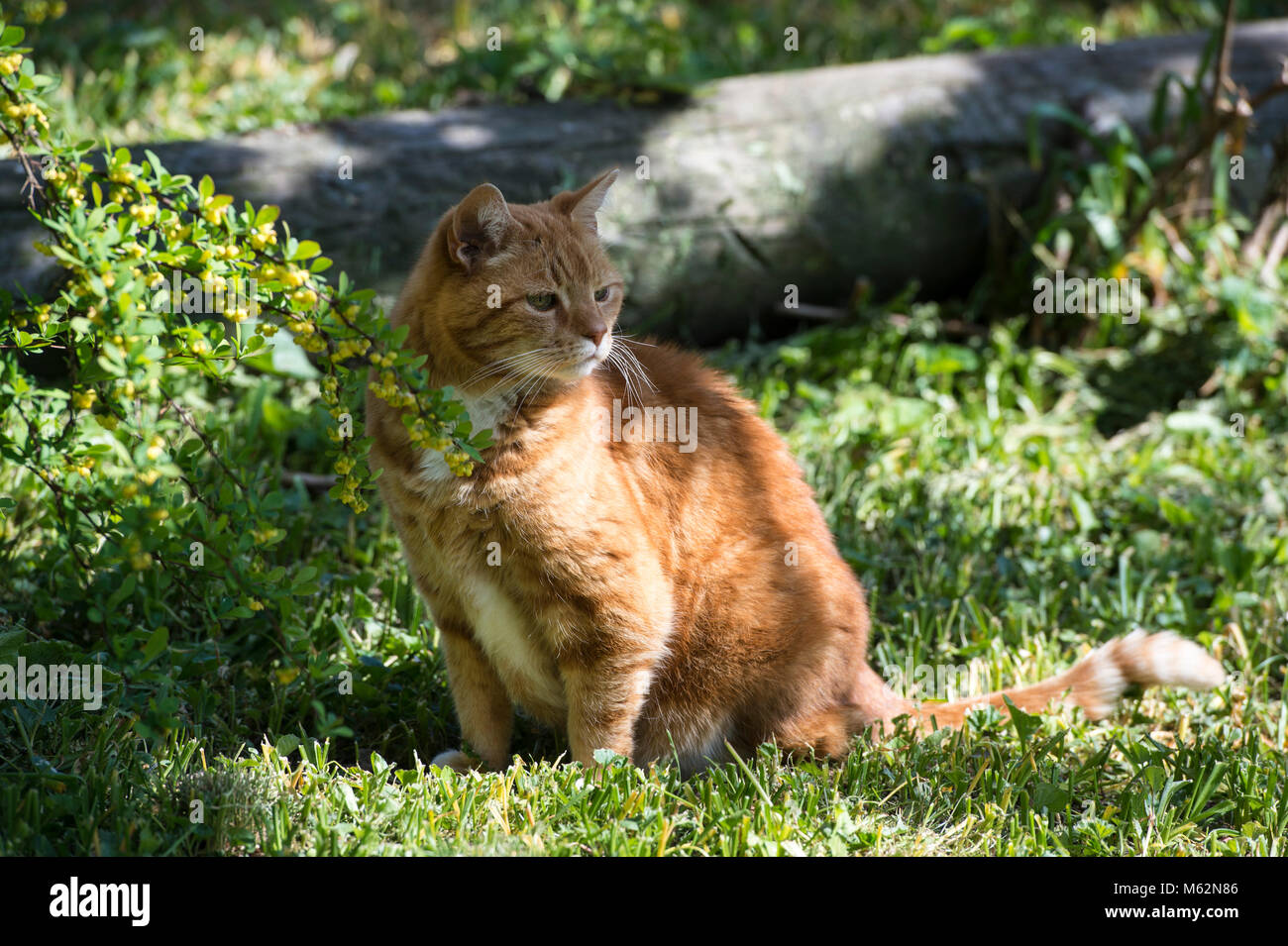 A male cat in garden, looking intensive to his right side as he´s seen something Stock Photo