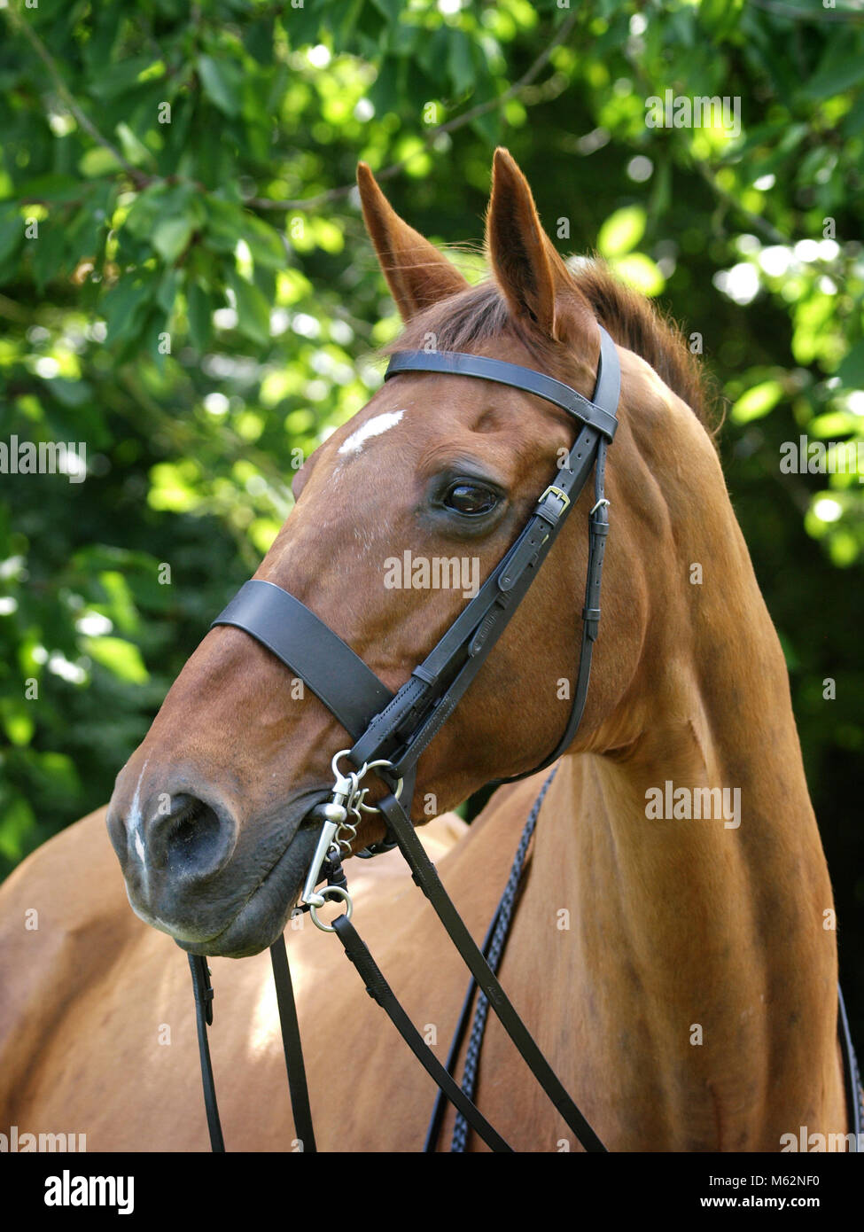 A head shot of a horse in a bridle with double reins Stock Photo Alamy