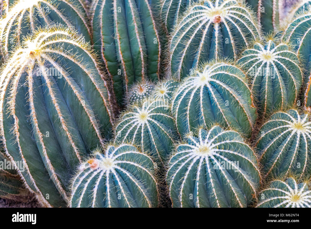 close up of Parodia magnifica or ball cactus Stock Photo