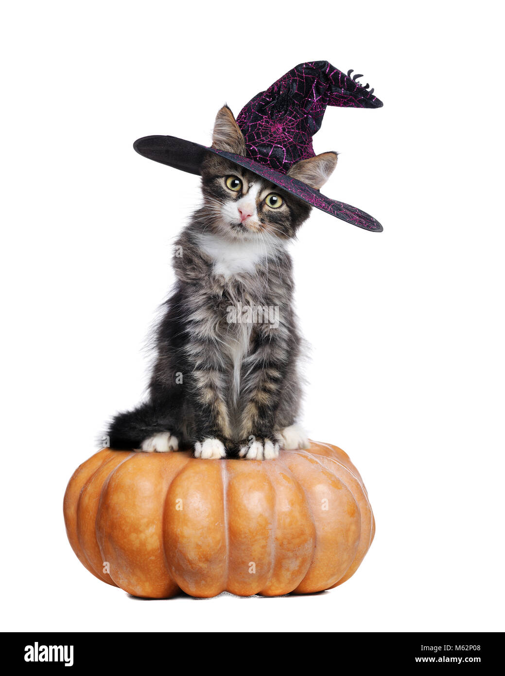 Cat in a halloween witch hat sitting on 