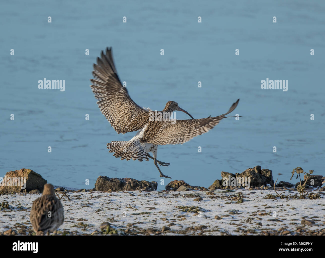 Rear view of isolated UK curlew wading bird (Numenius arquata) still in the air, wings spread, landing. Curlew wings detail. Stock Photo