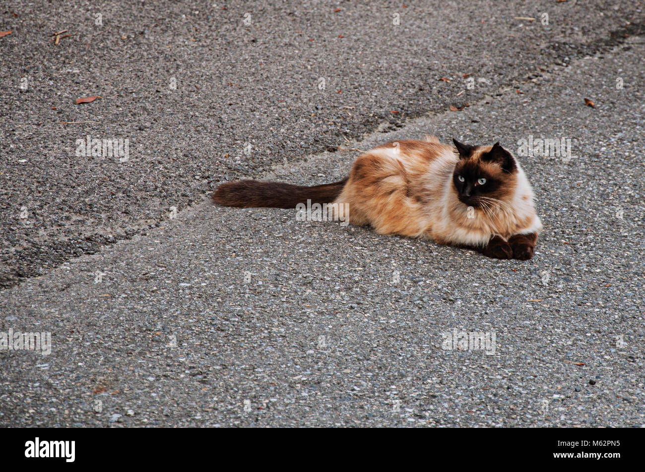 Furry cat lying on the street asphalt at Saint-Gervais-Les-Bains/Le Fayet. A famous French ski resort located near the Mont Blanc in Alps. Stock Photo