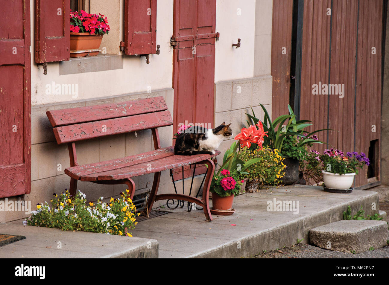 Cat lying on bench in front of a graceful house at Saint-Gervais-Les-Bains/Le Fayet. A famous French ski resort located near the Mont Blanc in Alps. Stock Photo