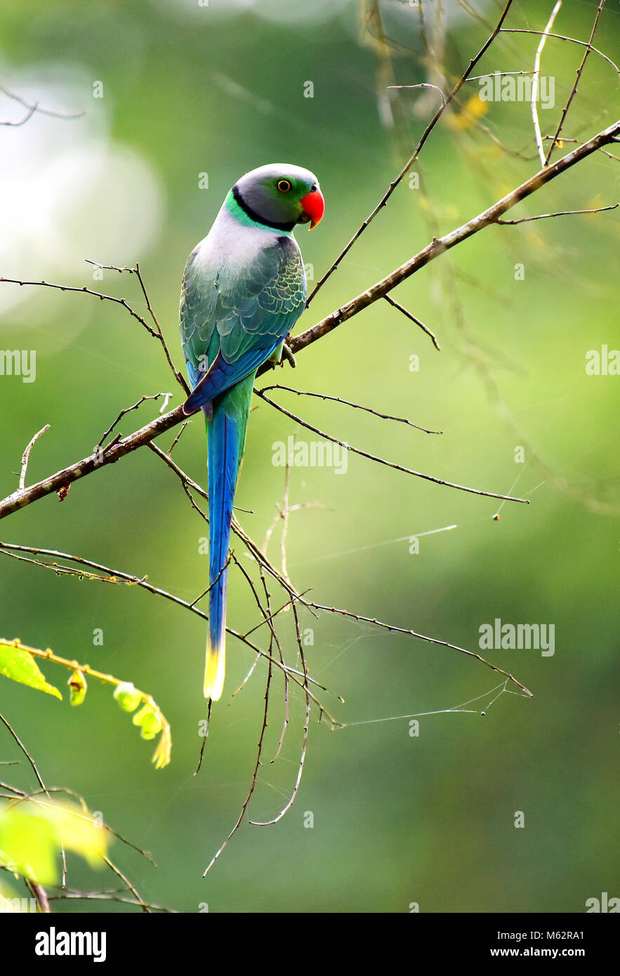 this is a wild parrot photo,always this parrot is shown in good green colour,photo is taken in idamalayar forest in kerala, Stock Photo