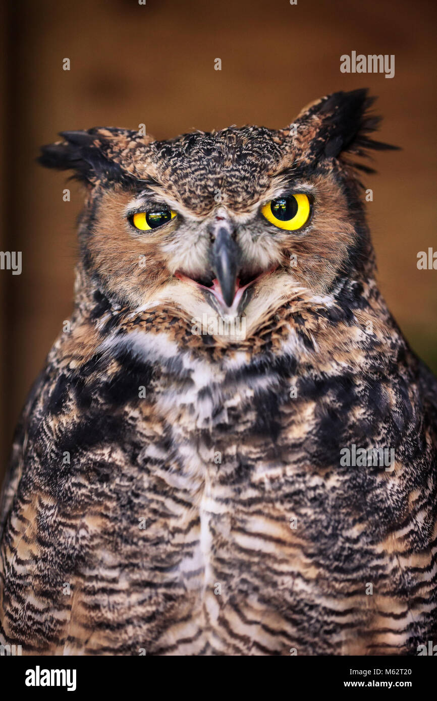 Close-up of an angry great horned owl Stock Photo - Alamy