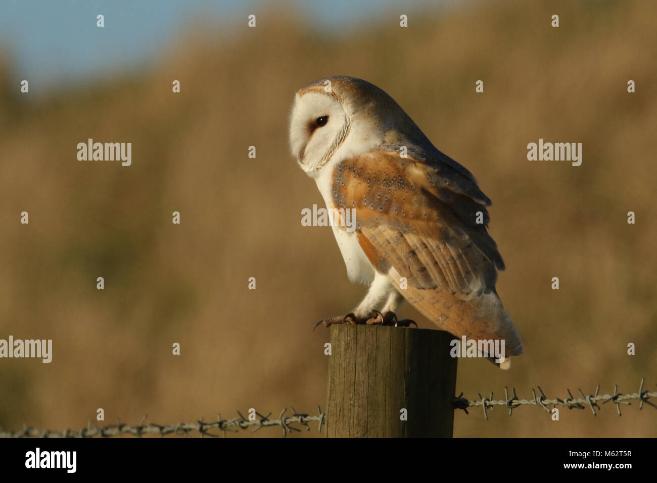 A magnificent Barn Owl (Tyto alba)  perched on a wooden post on a sunny winters morning. Stock Photo