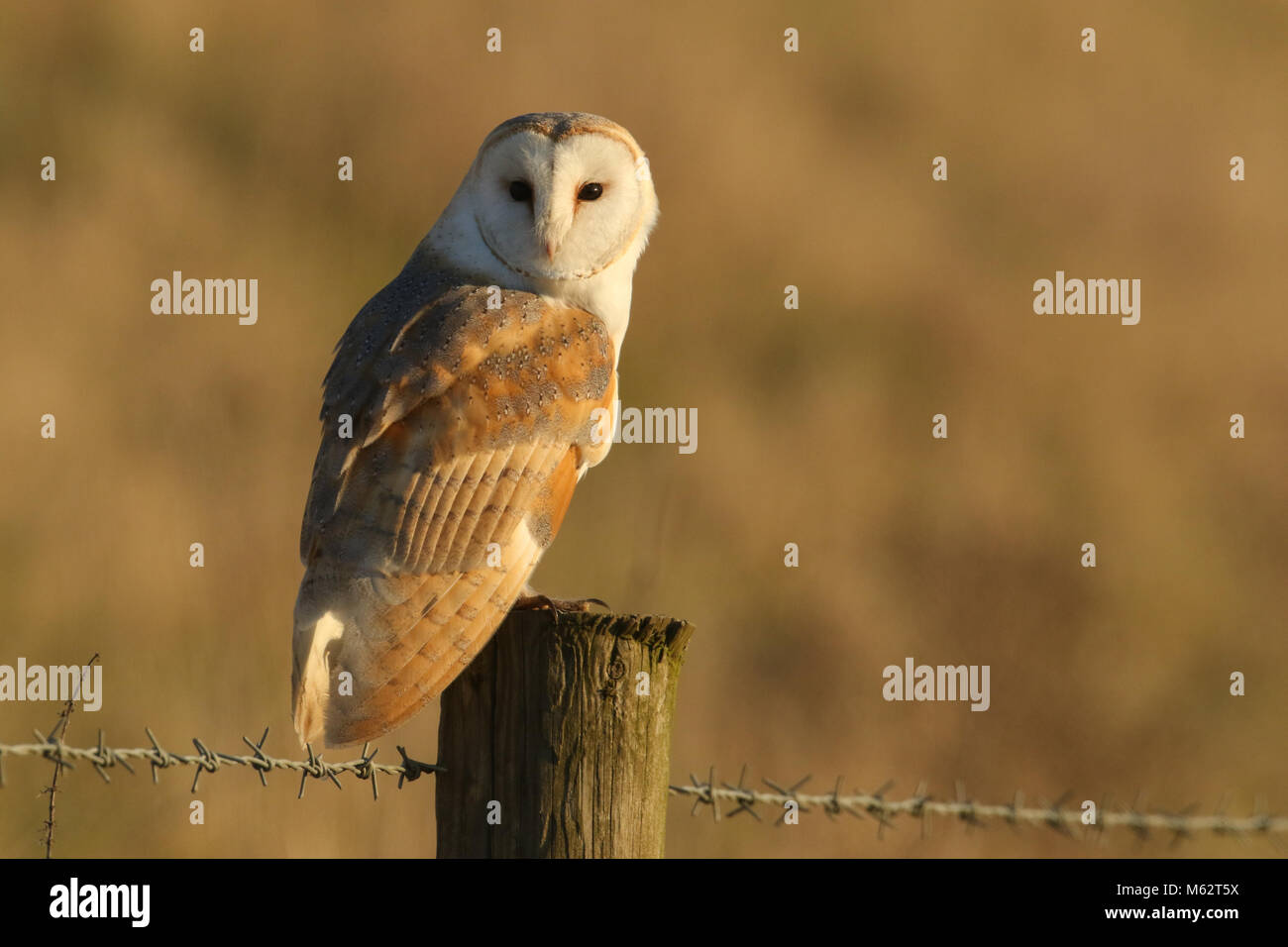 A magnificent Barn Owl (Tyto alba)  perched on a wooden post on a sunny winters morning. Stock Photo