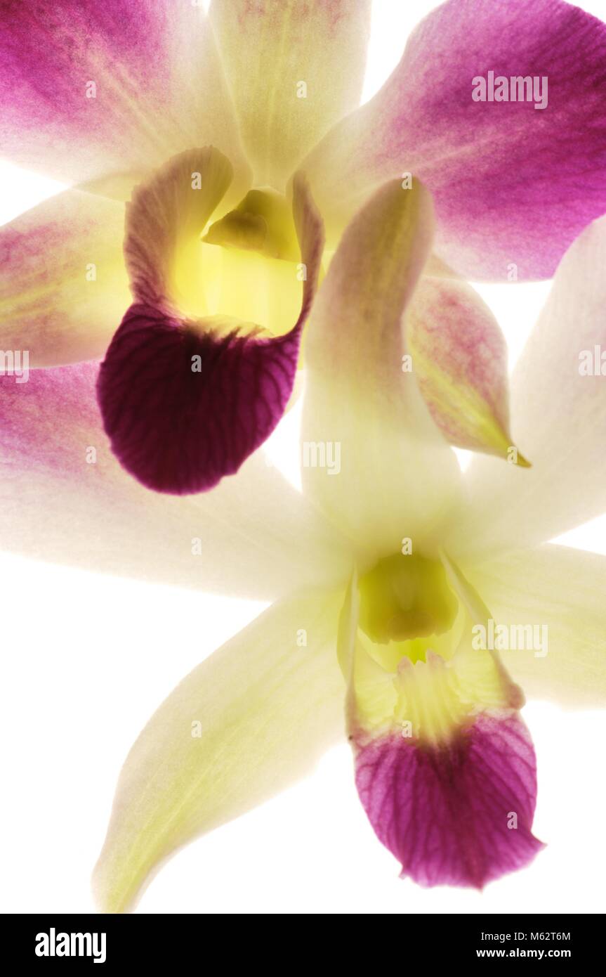 Orchidee Stock Photo