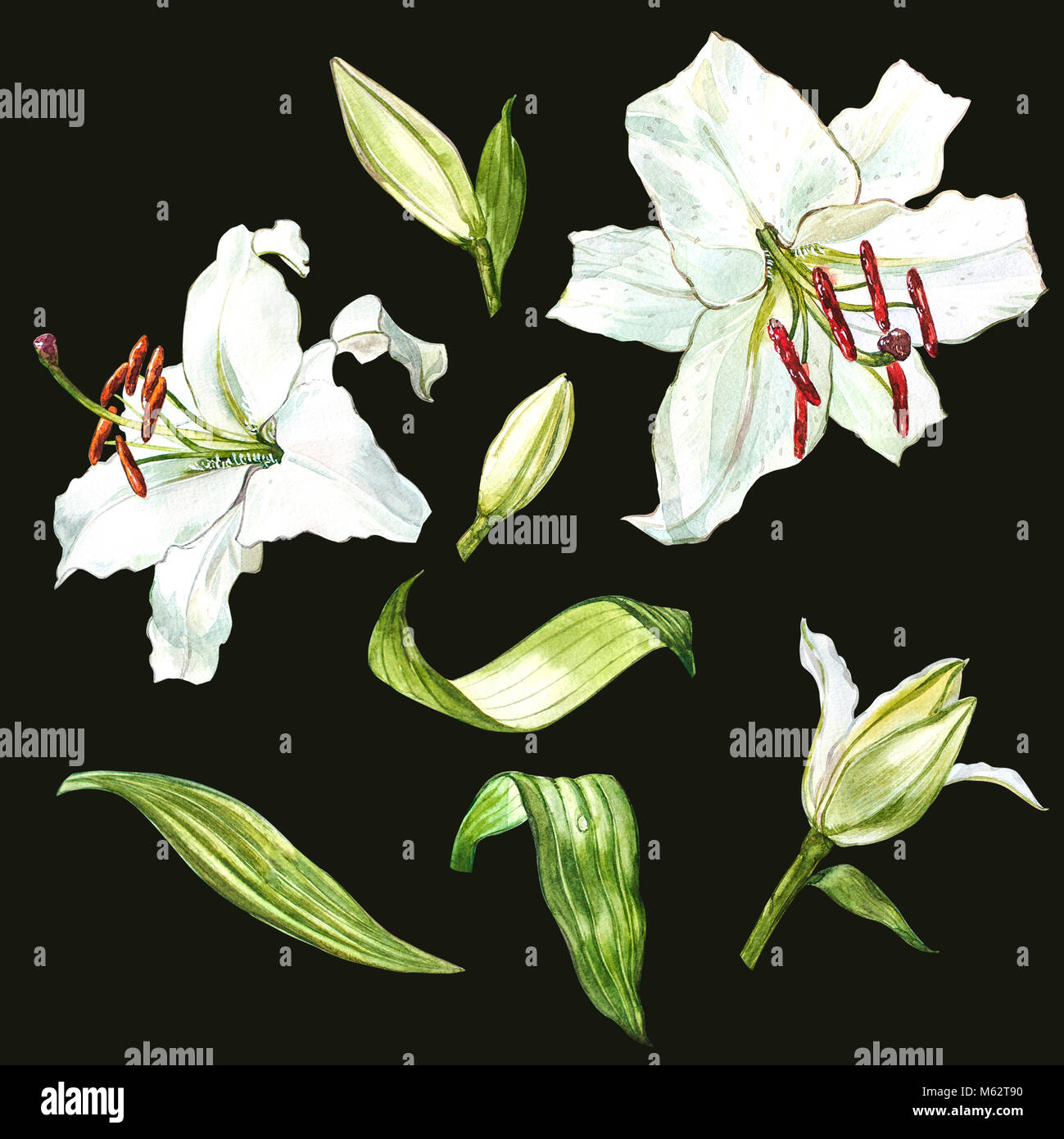 Watercolor set of white lilies, hand drawn botanical illustration of