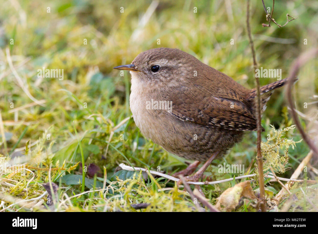 Wren (Troglodytes troglodytes) darting out from hedge at a swan enclosure at the Arundel wwt (wetland centre). Winter in Febuary 2018 small brown bird Stock Photo