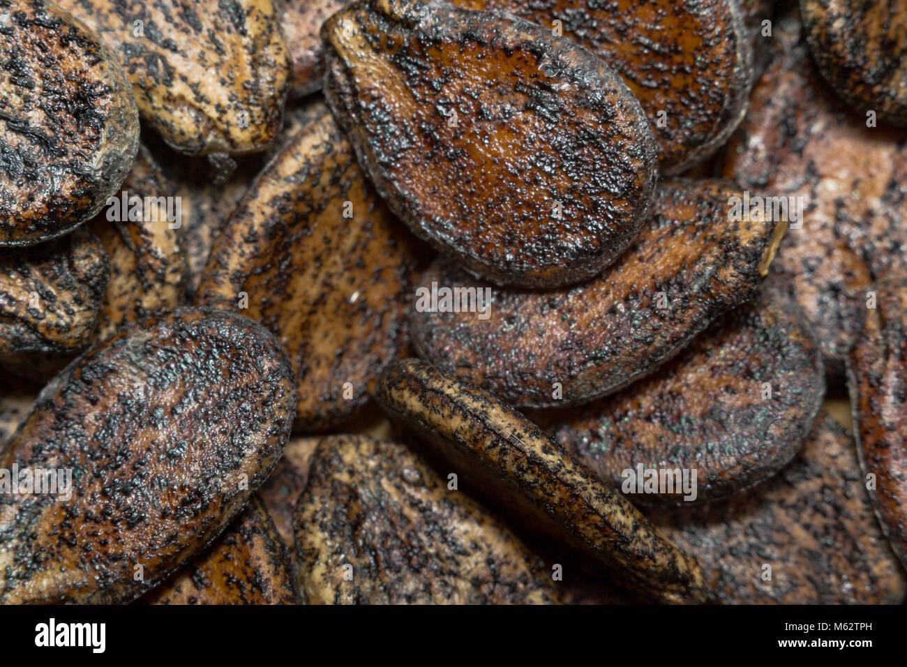watermelon seeds macro closeup texture sunflower seeds Stock Photo Alamy