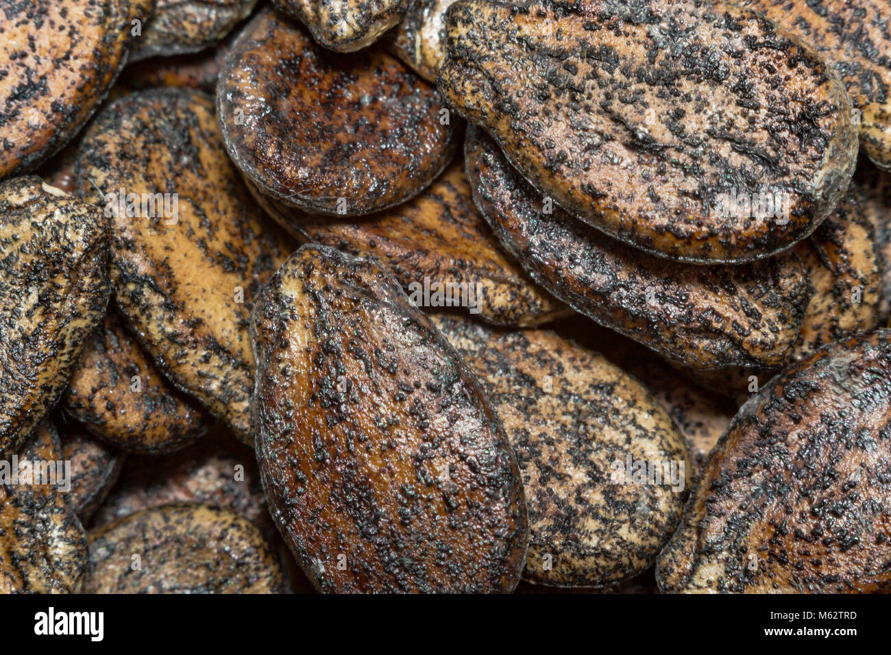 watermelon seeds macro closeup texture sunflower seeds Stock Photo Alamy