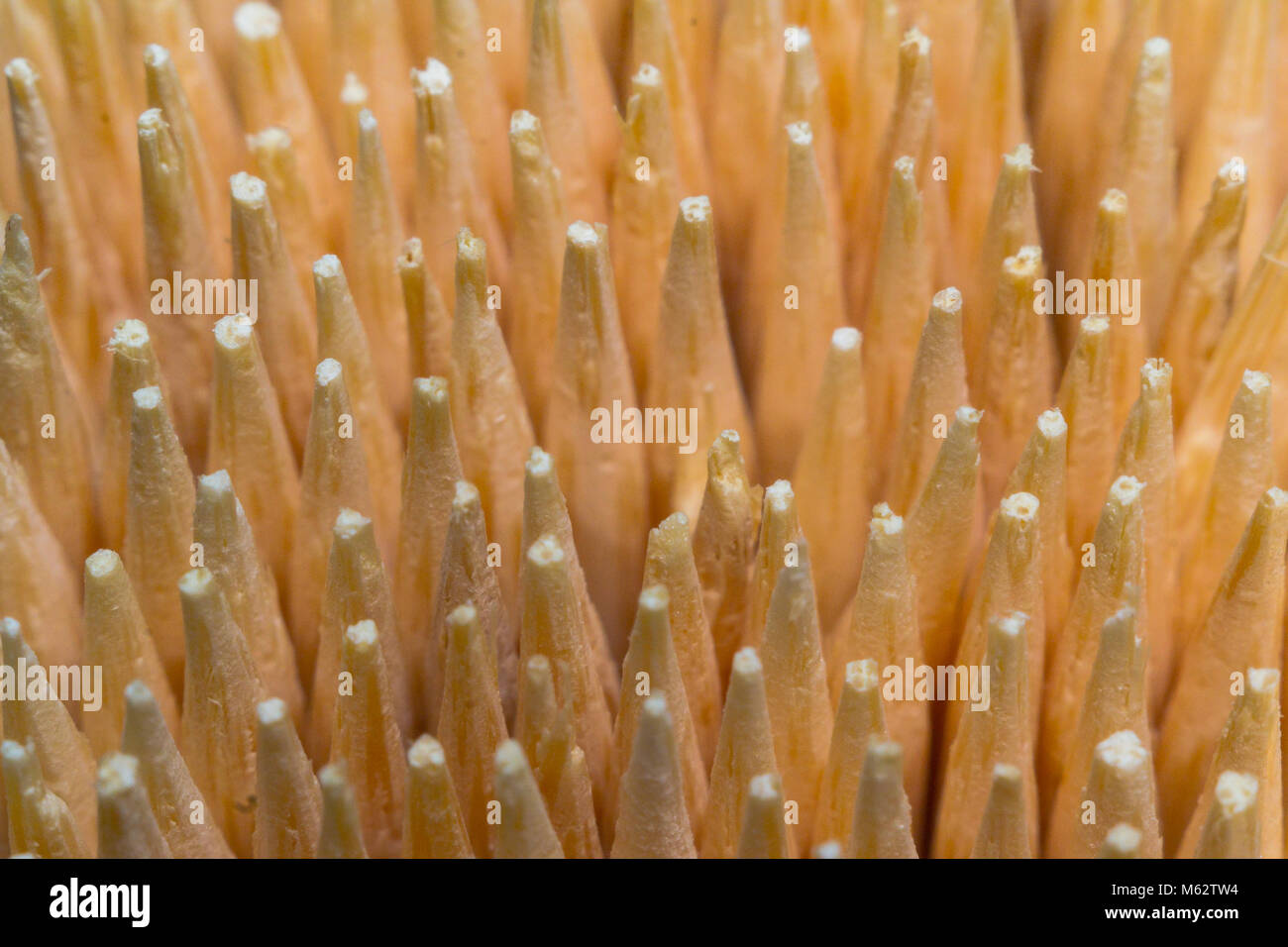 toothpicks closeup of a wooden stick macro photo Stock Photo - Alamy