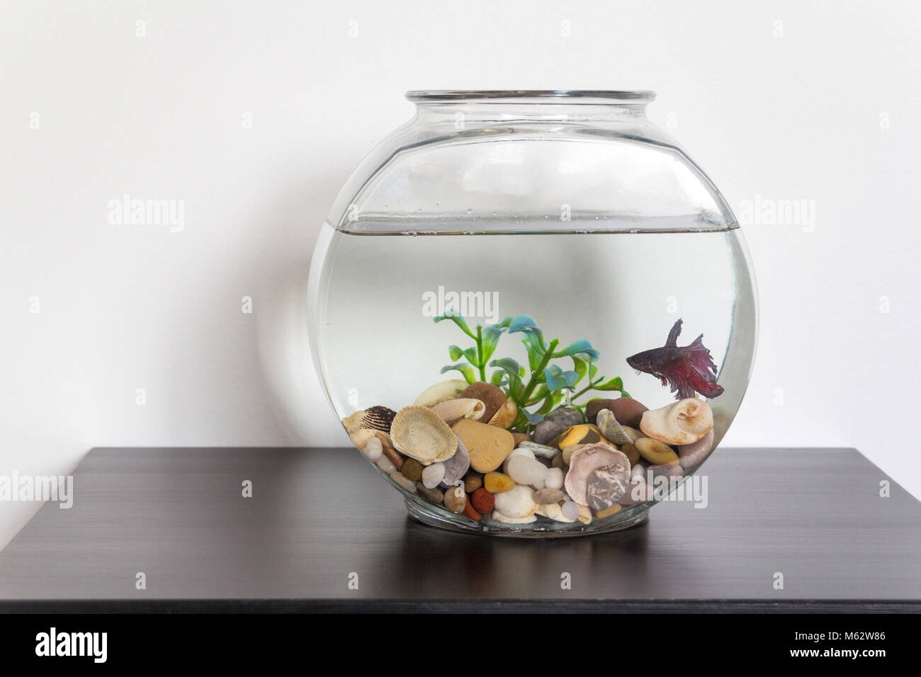 Siamese fighting fish clearance bowl