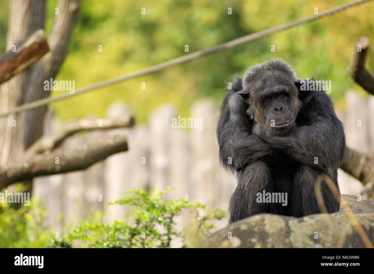Schimpanse in Zoo Stock Photo