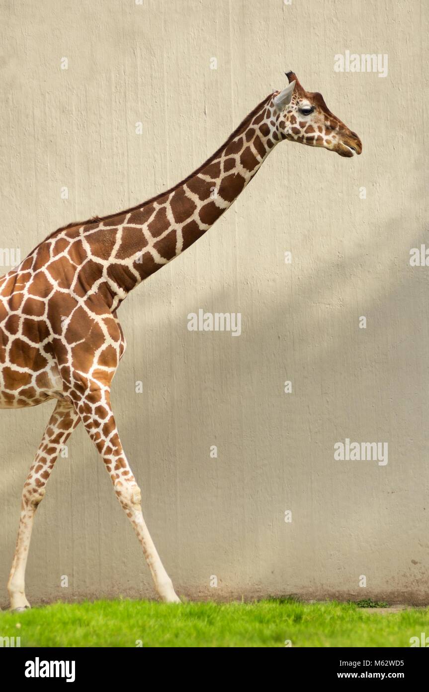Giraffe tier hi-res stock photography and images - Alamy