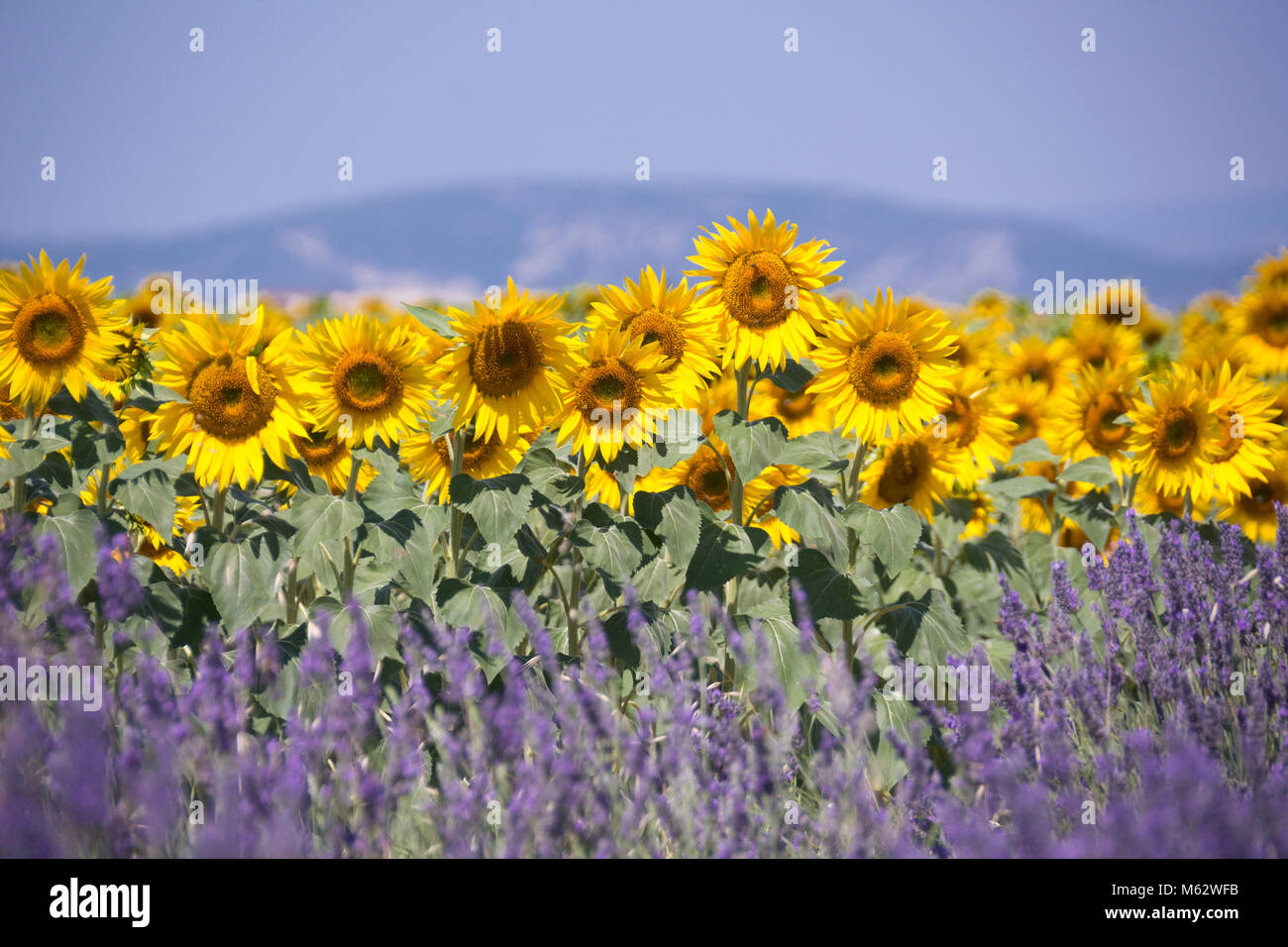 Sonnenblumenfeld bei Valensole, Provence-Alpes-Côte d'Azur, Frankreich Stock Photo