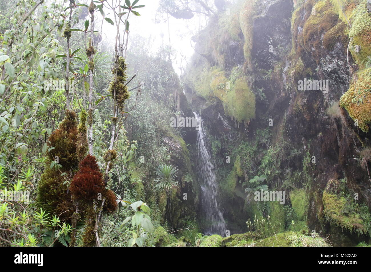 Rwenzori Waterfall Stock Photo