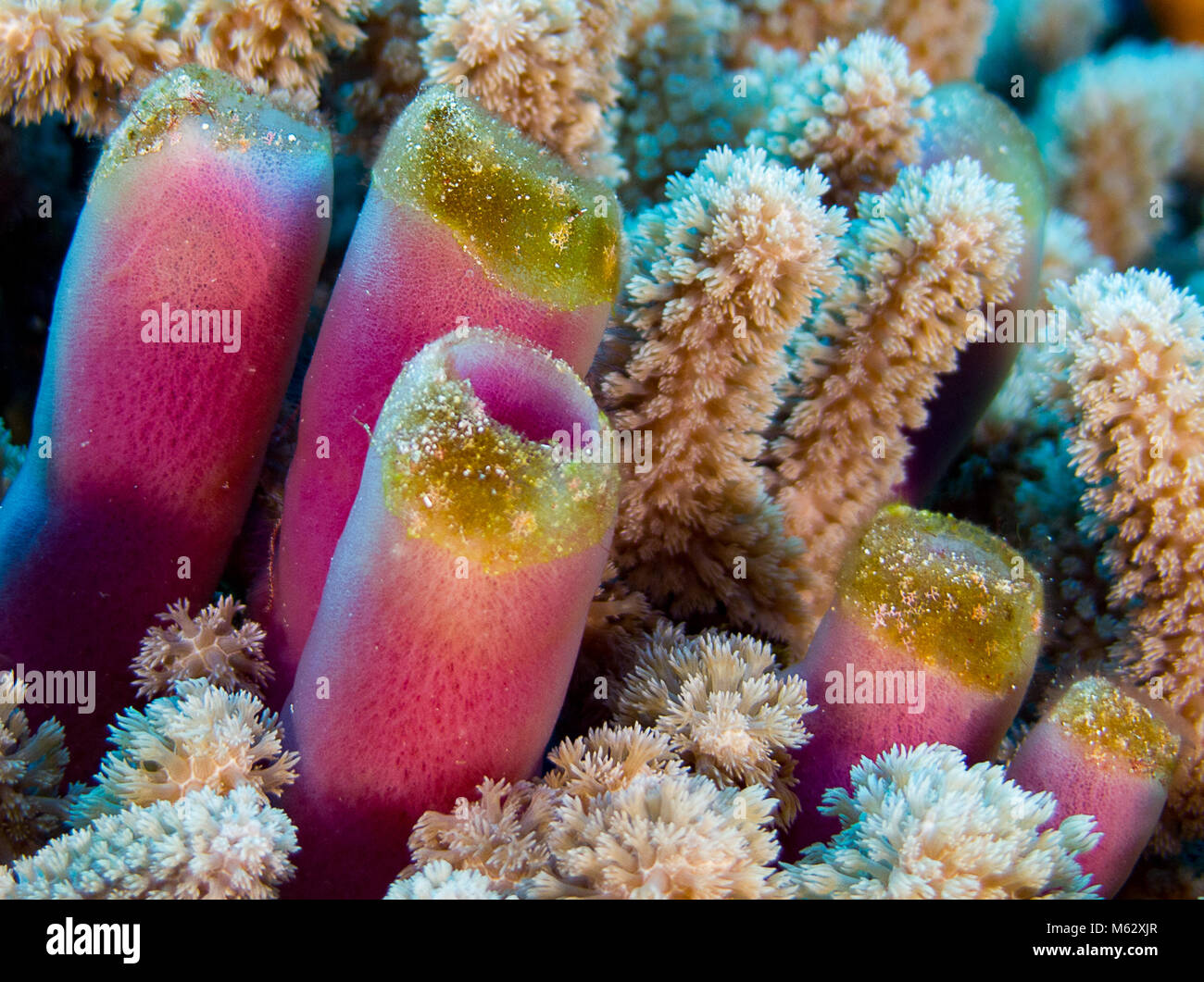 Pink Vase sponge in coral Stock Photo Alamy