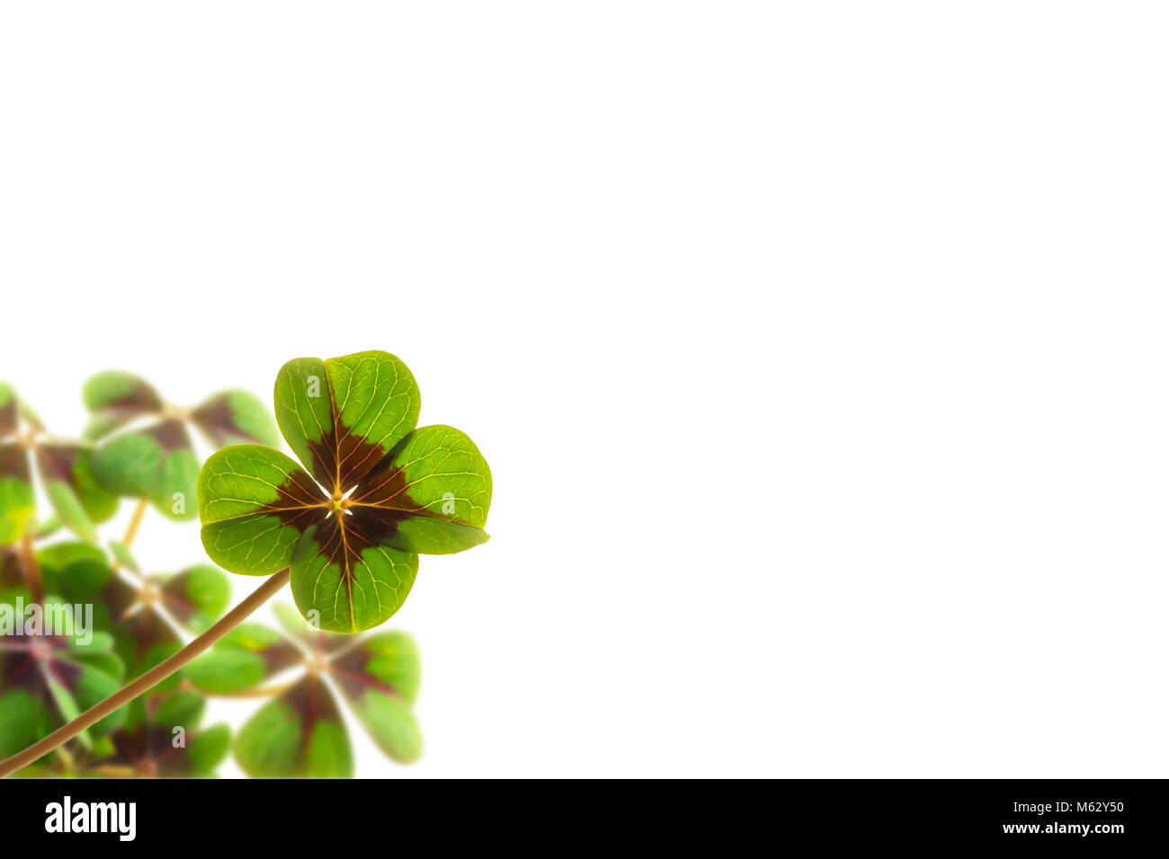 Four leaf clover background hi-res stock photography and images - Alamy