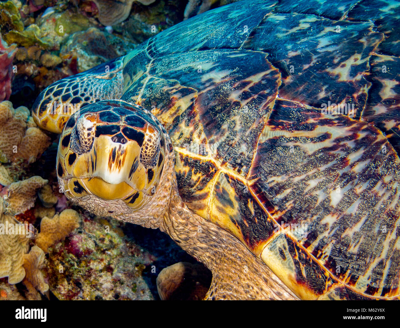 Turtle, Hawksbill, resting on coral while looking at camera Stock Photo
