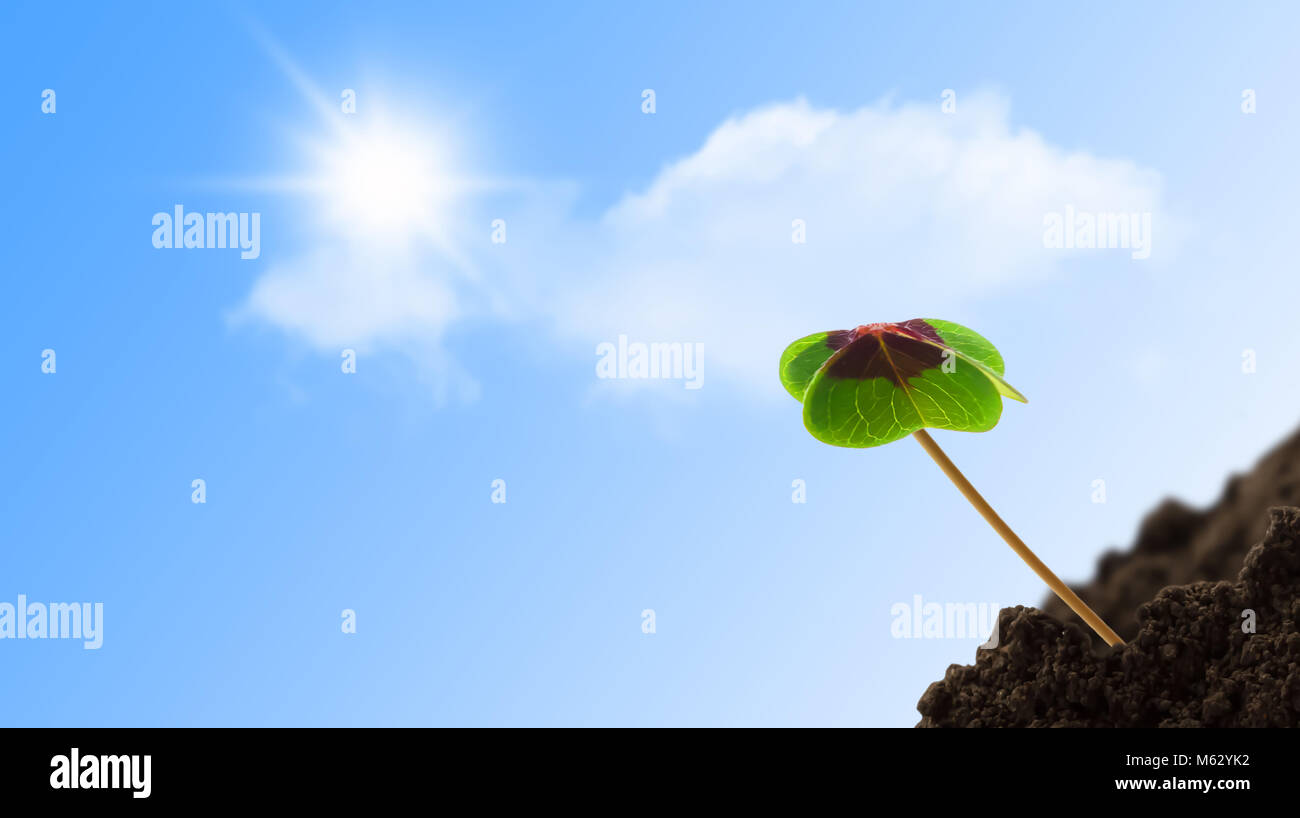 sunshine, blue sky, young clover seedling Stock Photo Alamy