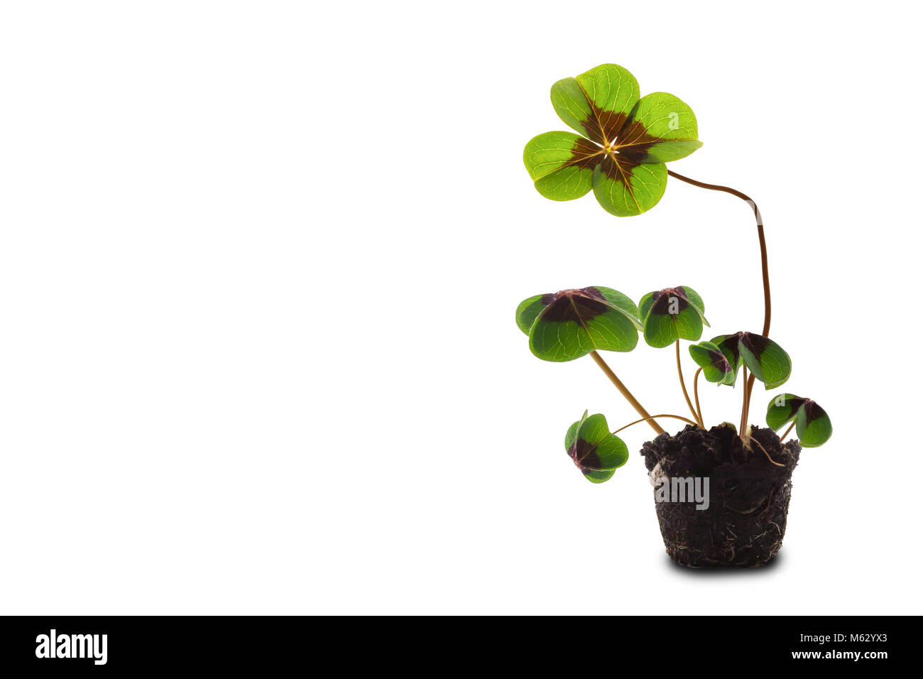 Young Plant Four Leaf Clover On White Background Stock Photo Alamy