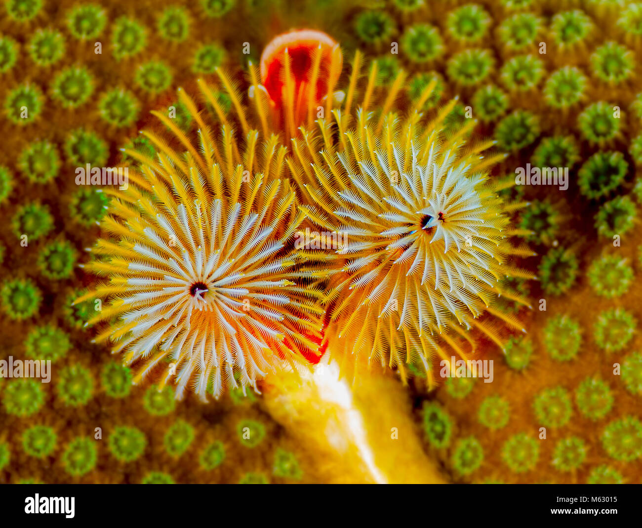 Christmas tree worms on colorful star coral Stock Photo Alamy