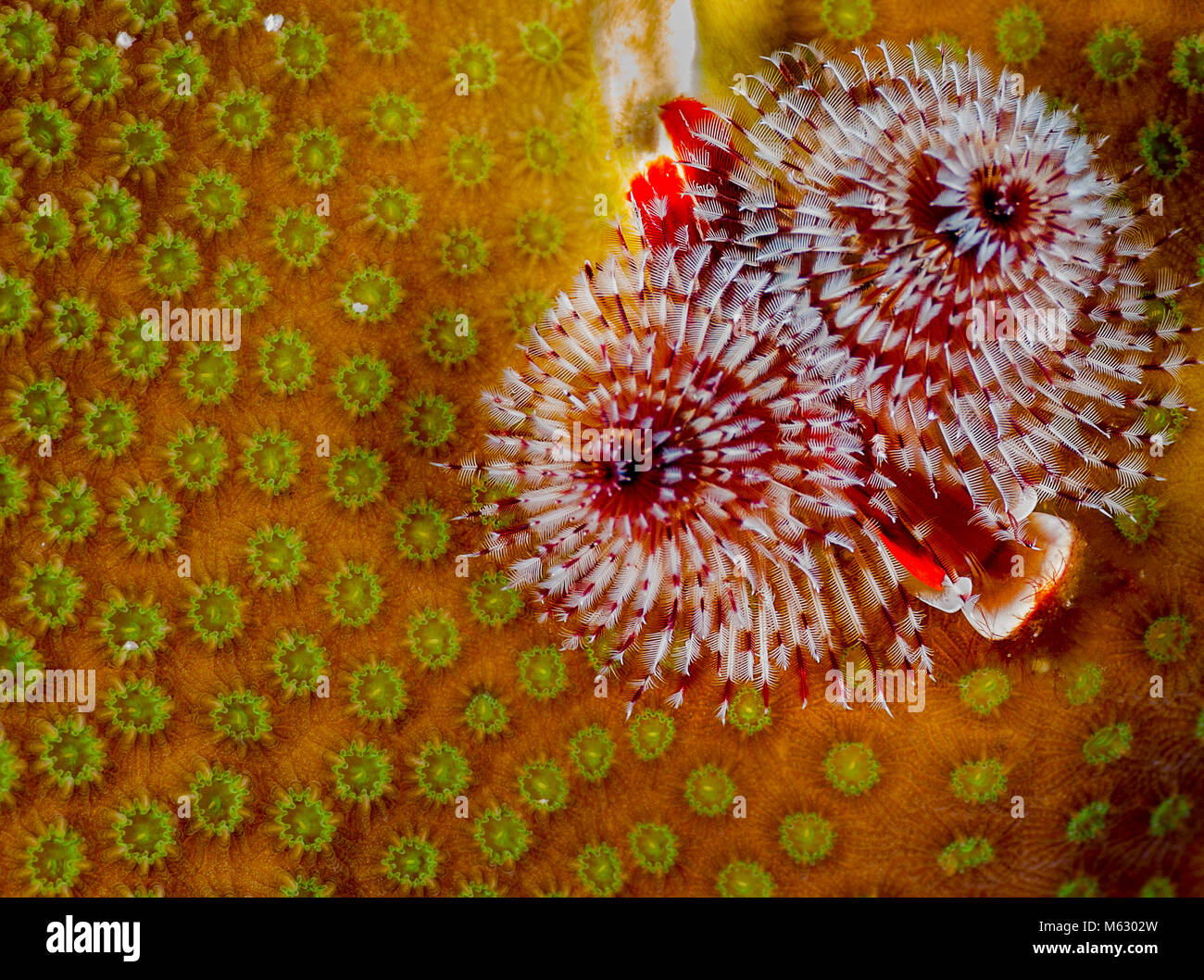 Christmas tree worms on colorful star coral Stock Photo Alamy