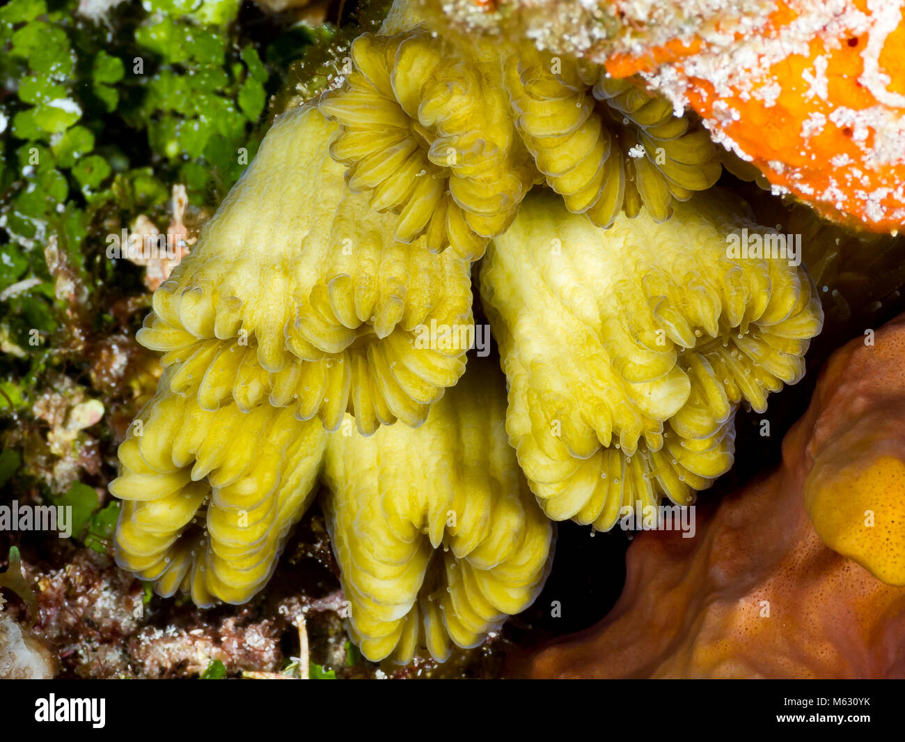 Closeup macro of tiny coral Stock Photo - Alamy