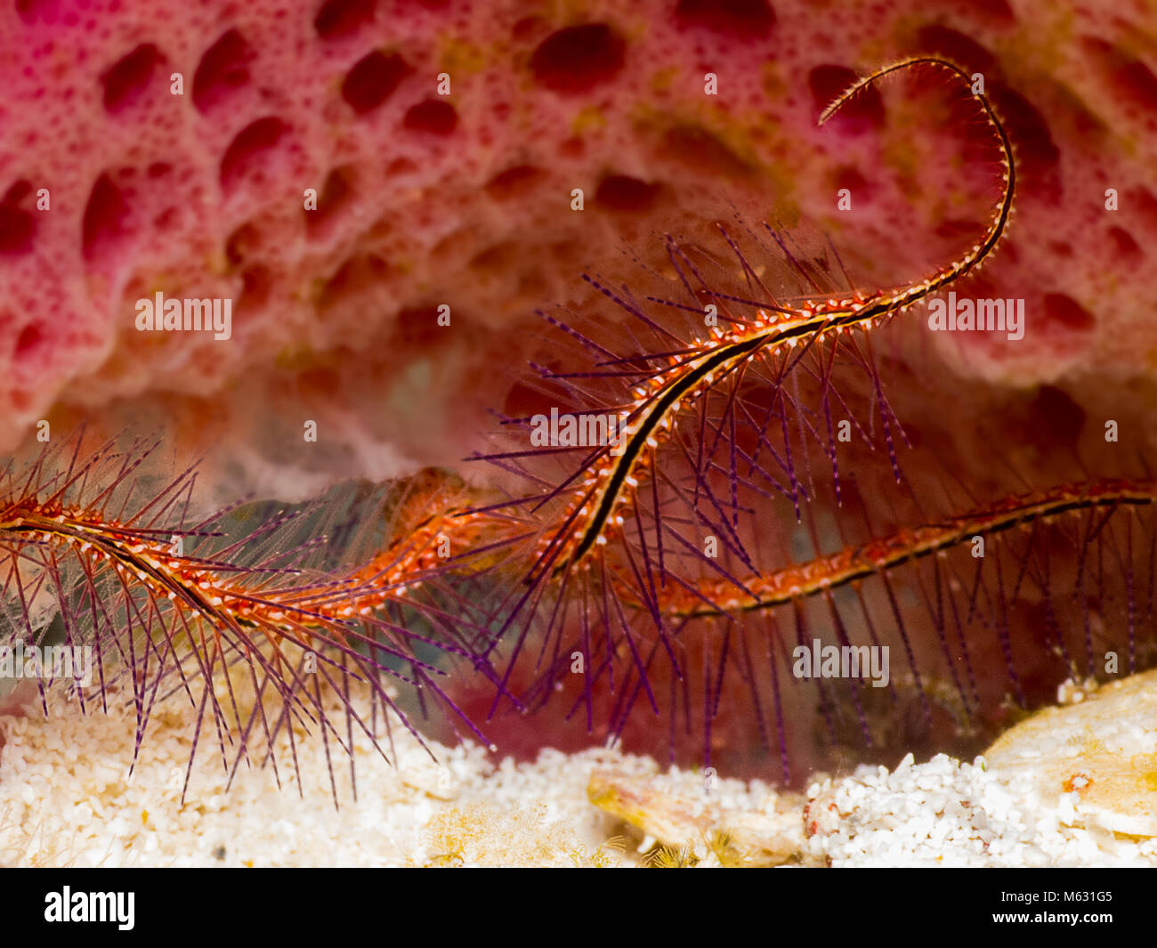 Brittle starfish inside of vase sponge on sand, closeup macro. Stock Photo