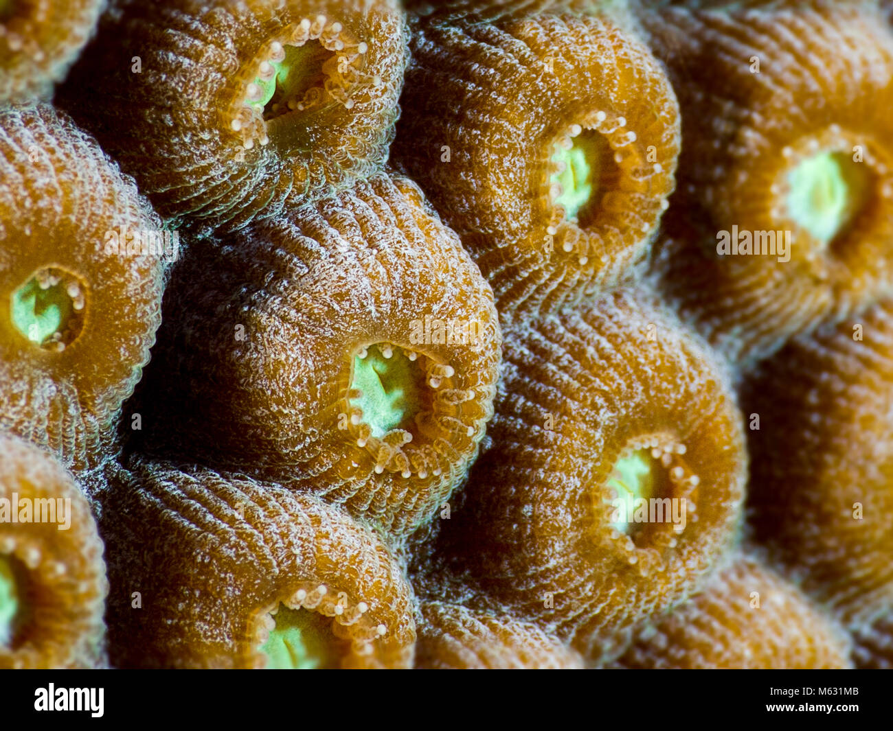 Closeup macro of star coral, polyps. Stock Photo