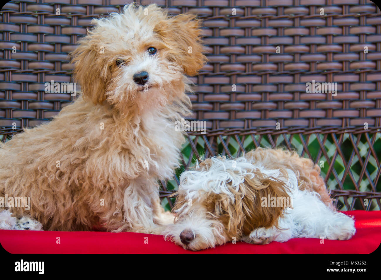 Hava cavapoo sales