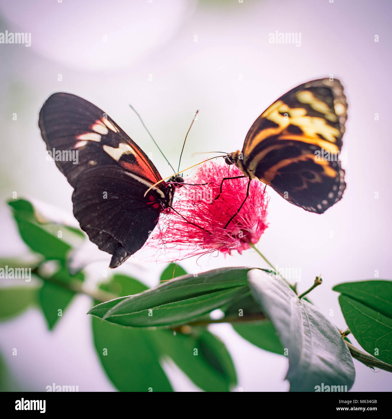Butterfly love hi-res stock photography and images - Alamy