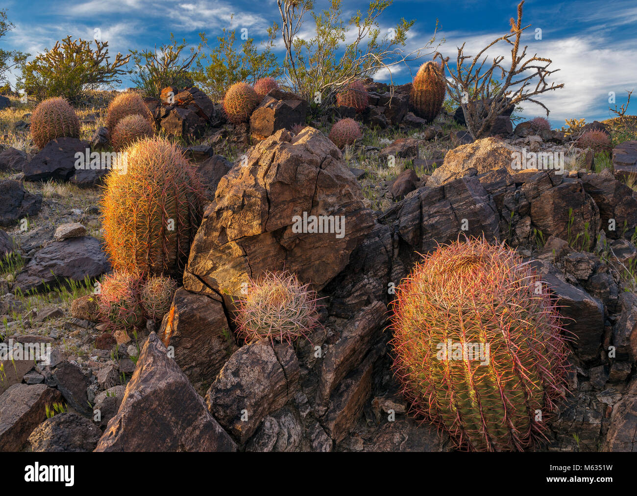 Barrel Cactus, Indian Springs, Mojave National Preserve, California Stock Photo