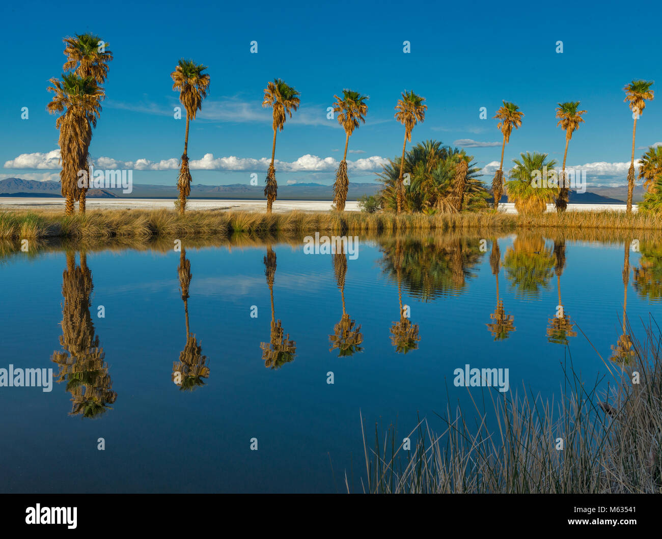 Palms, Zzyzx Mineral Springs, Soda Lake, Mojave National Preserve, California Stock Photo