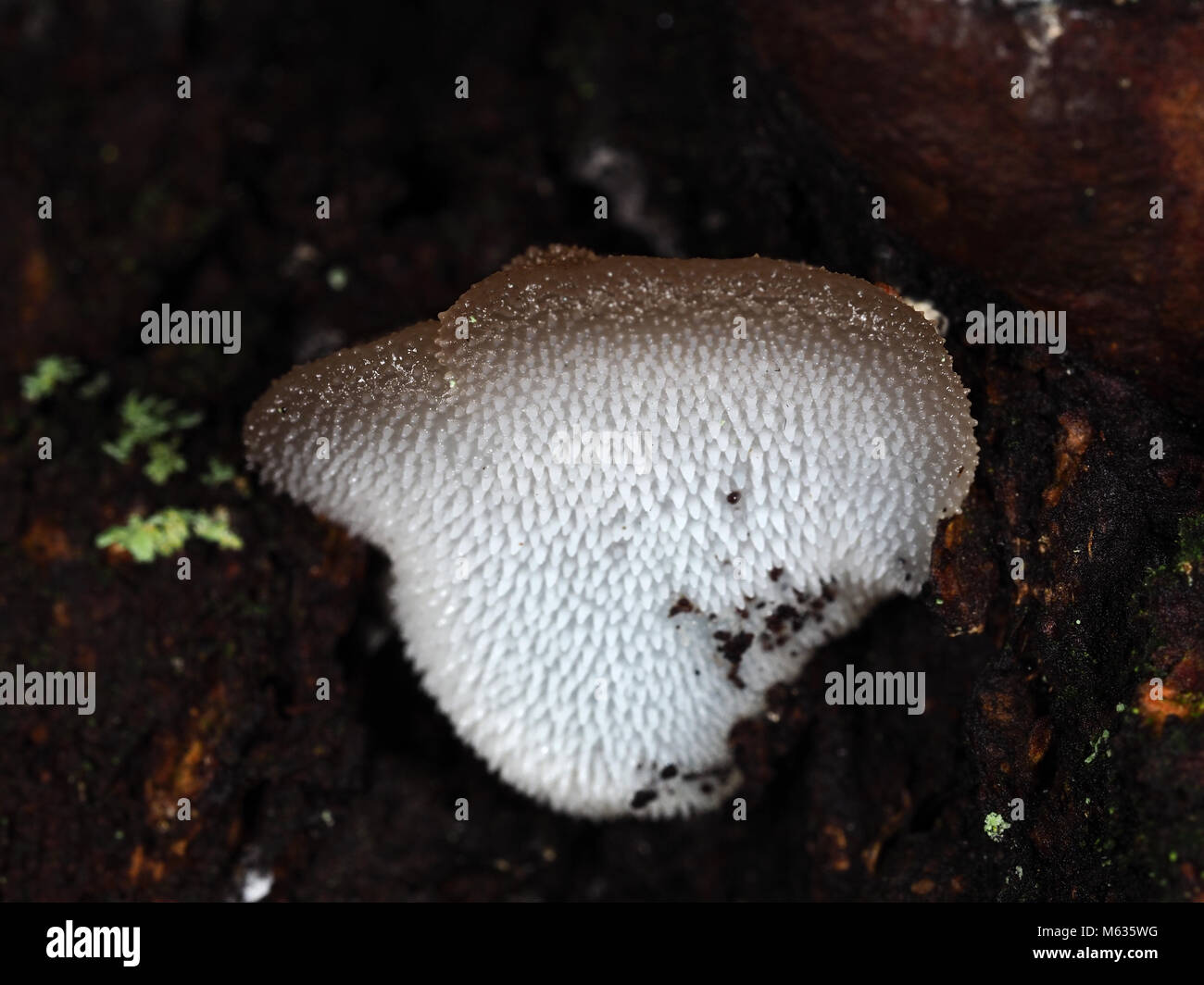 Pseudohydnum gelatinosum (toothed jelly fungus) mushroom growing in a Pacific Northwest forest, close-up view Stock Photo
